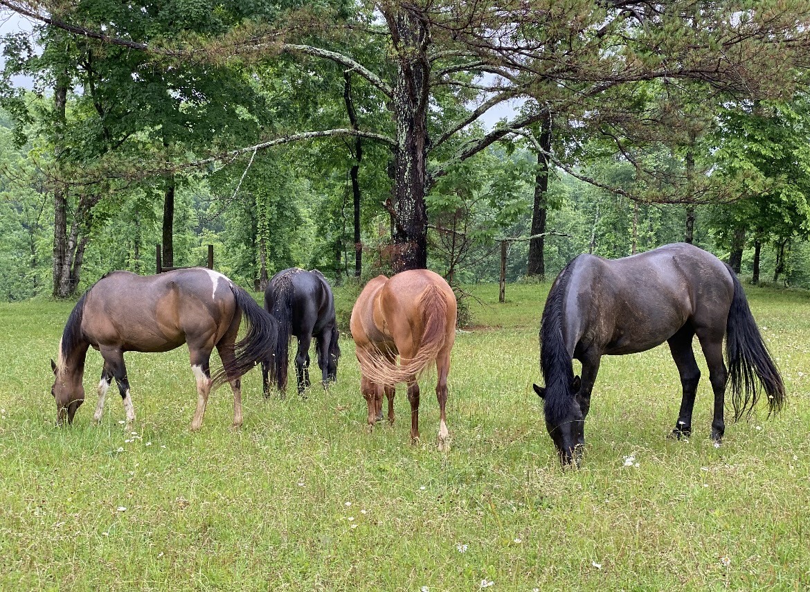 925 Bumpas Road Lawrenceburg, TN 38464 - Photo 4 of 28