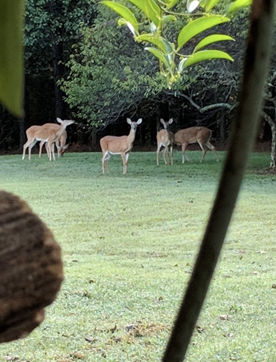 925 Bumpas Road Lawrenceburg, TN 38464 - Photo 9 of 28