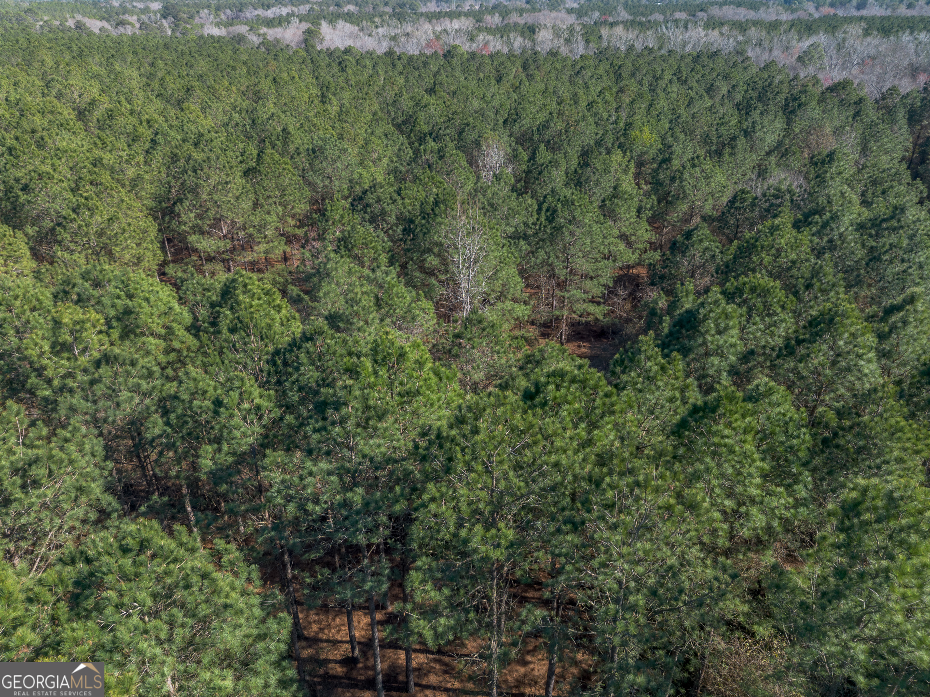 Lot 1 Ben Giddens Road Eastman, GA 31023 - Photo 4 of 9