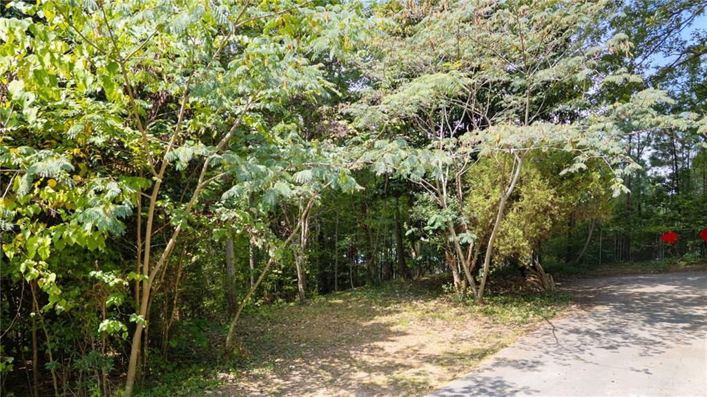 a view of a trees with a tree