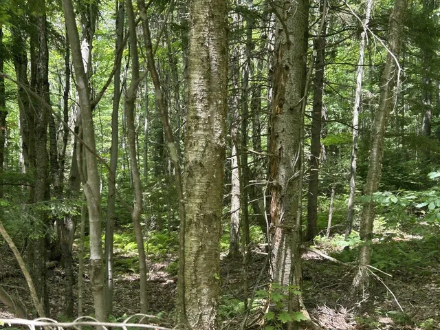 $199,000 | 0 Rushford Valley Road, Montgomery Center, VT 05471