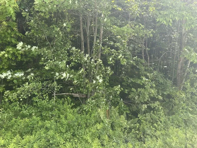 $199,000 | 0 Rushford Valley Road, Montgomery Center, VT 05471