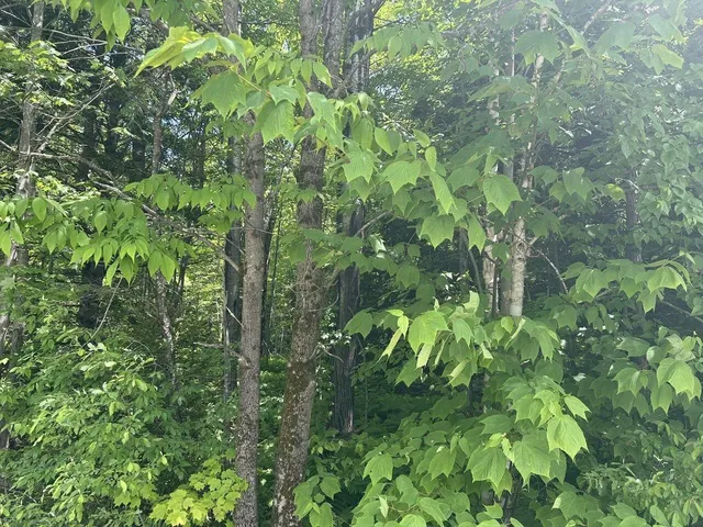 $199,000 | 0 Rushford Valley Road, Montgomery Center, VT 05471