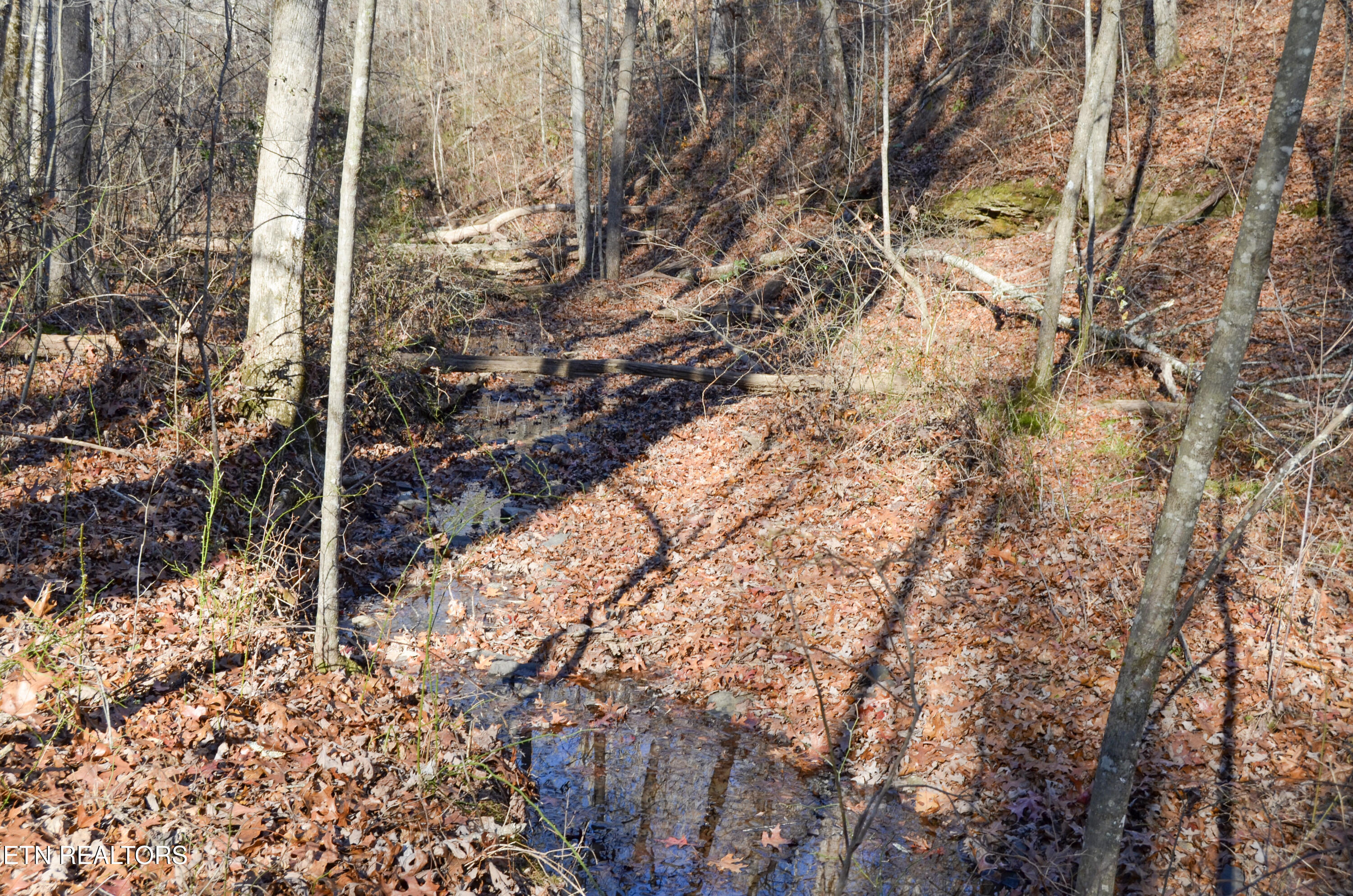 63.3 Acres Crossville, TN 38571 - Photo 27 of 60 31-DSC_0762