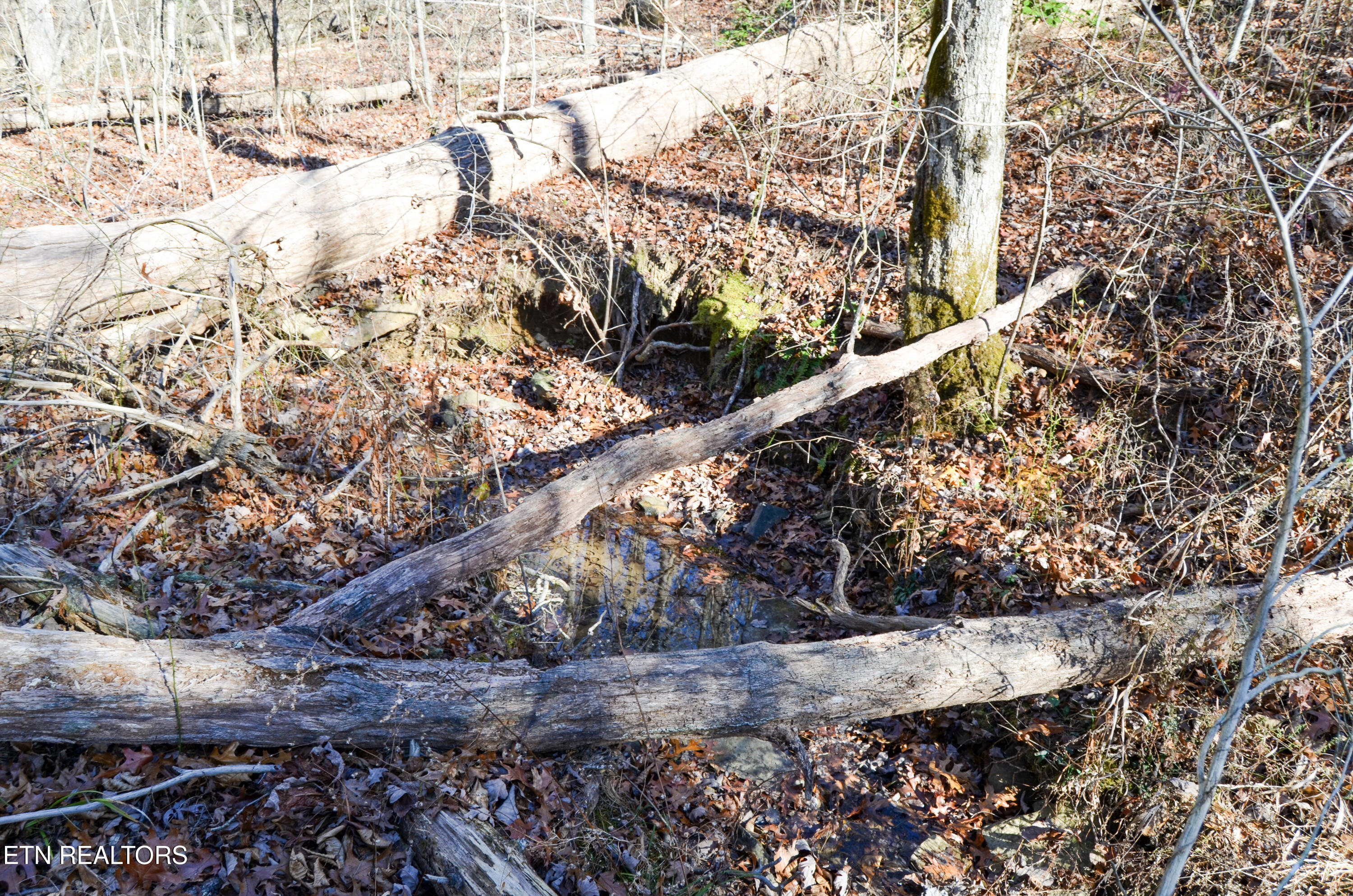 63.3 Acres Crossville, TN 38571 - Photo 29 of 60 37-DSC_0748