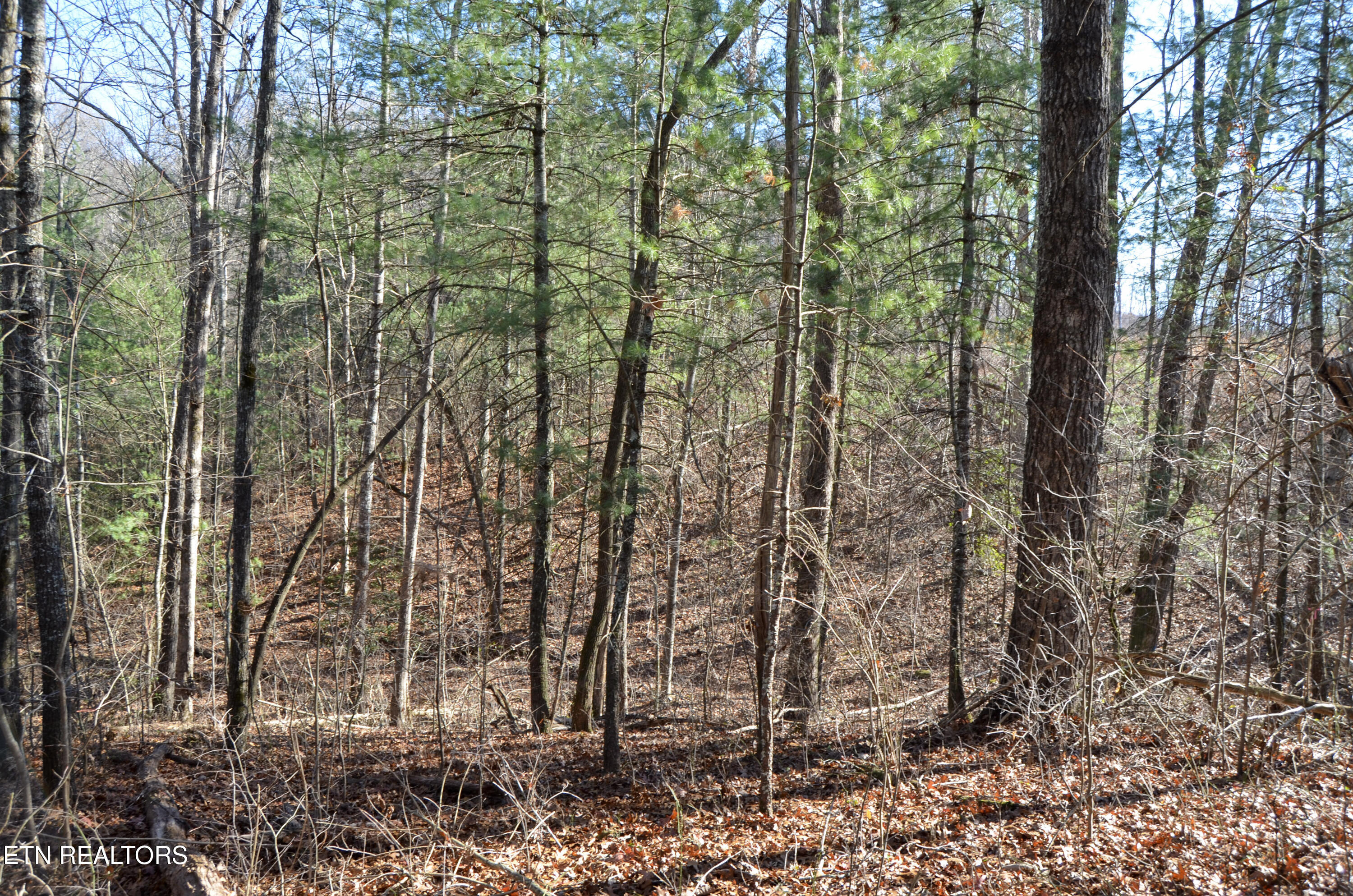 63.3 Acres Crossville, TN 38571 - Photo 34 of 60 17-DSC_0797