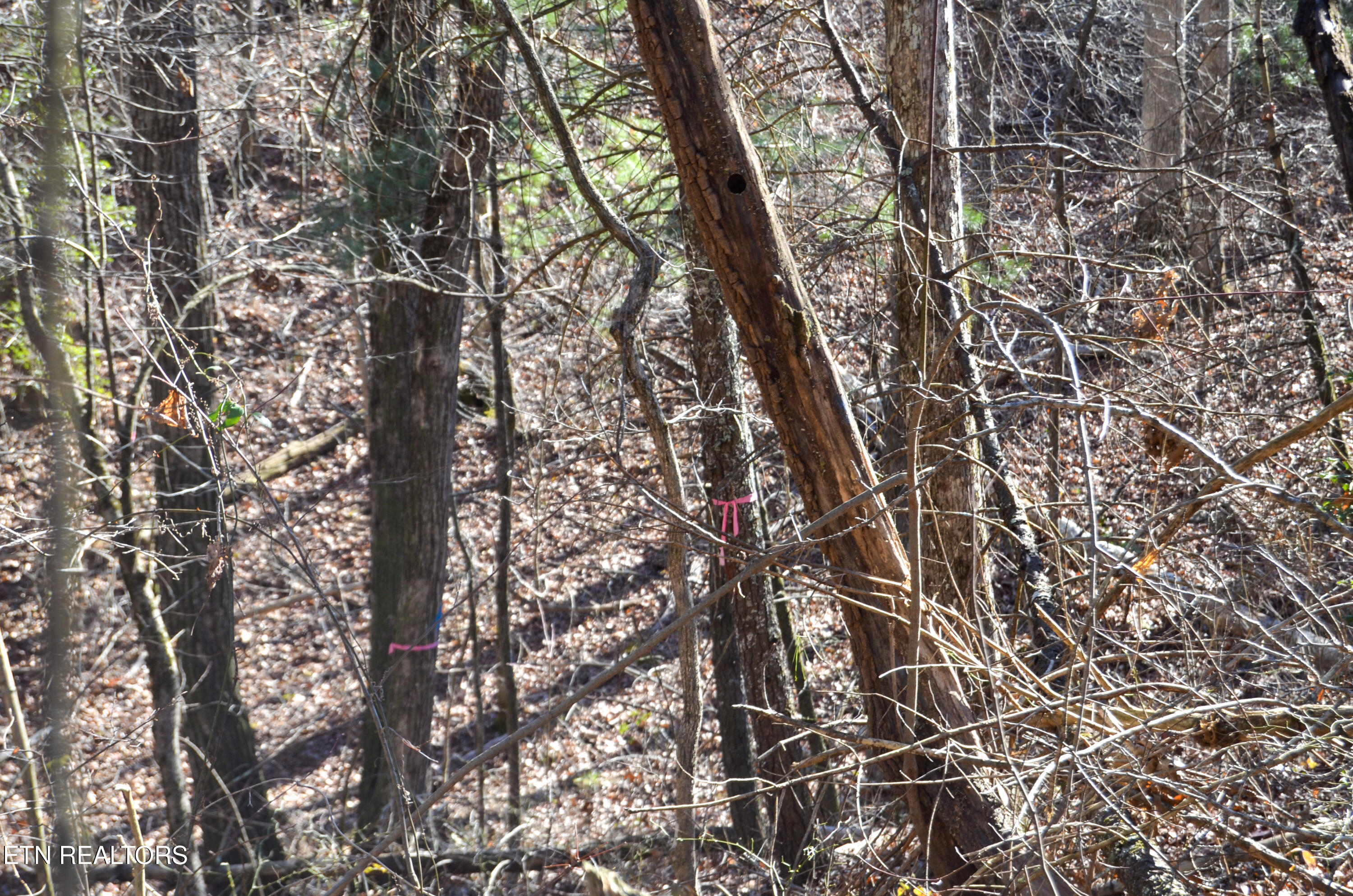 63.3 Acres Crossville, TN 38571 - Photo 36 of 60 16-DSC_0800
