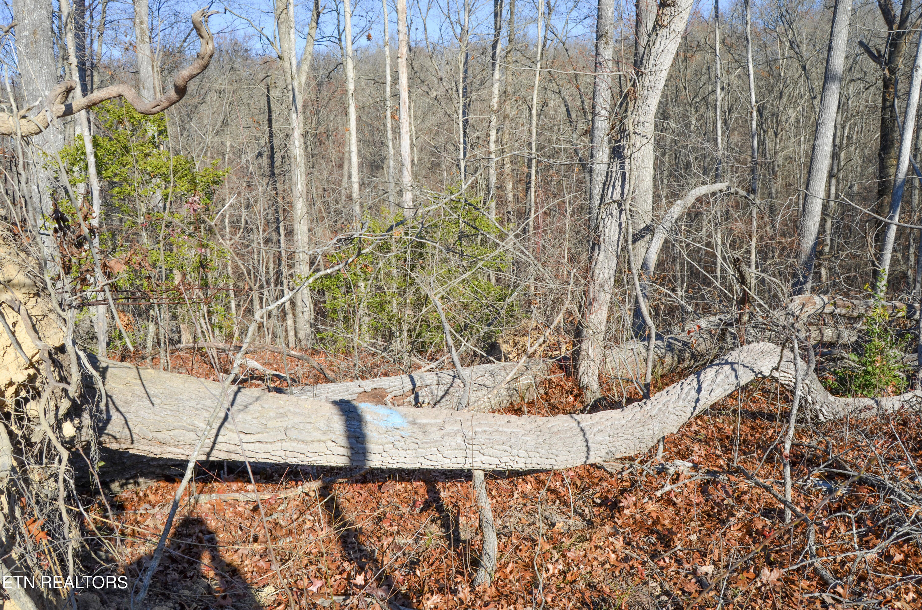 63.3 Acres Crossville, TN 38571 - Photo 37 of 60 19-DSC_0789