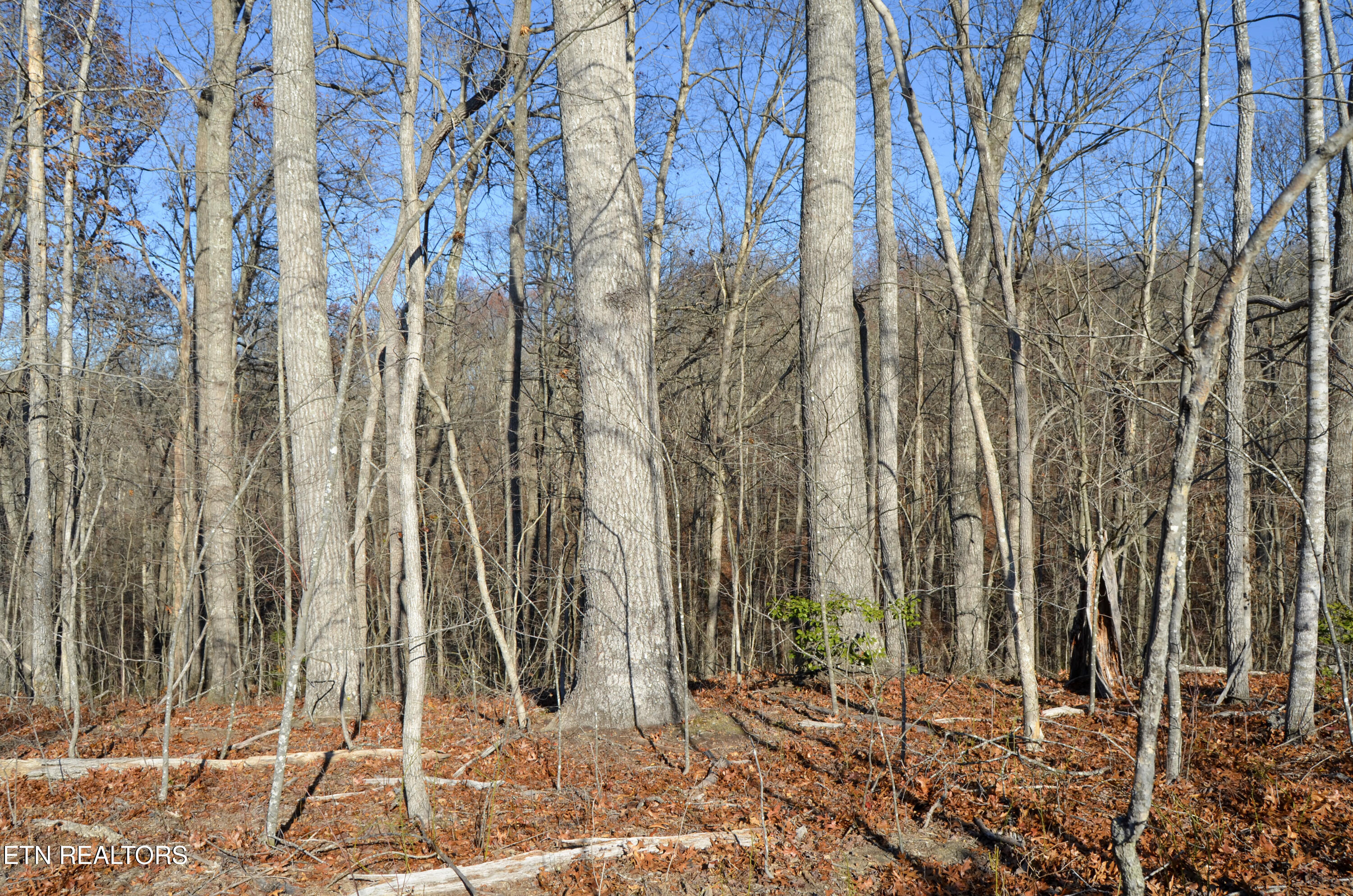 63.3 Acres Crossville, TN 38571 - Photo 38 of 60 21-DSC_0781