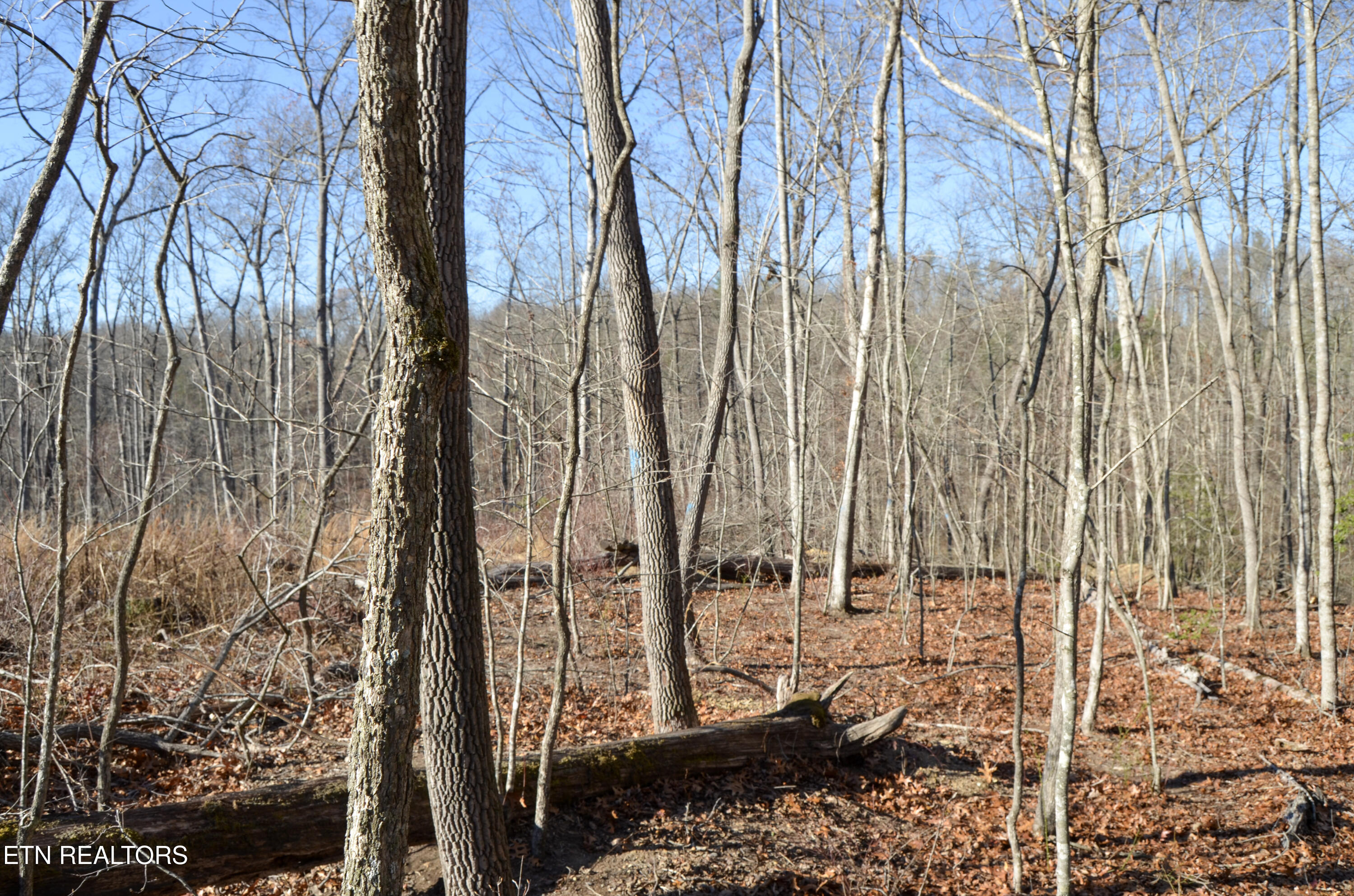 63.3 Acres Crossville, TN 38571 - Photo 39 of 60 24-DSC_0778