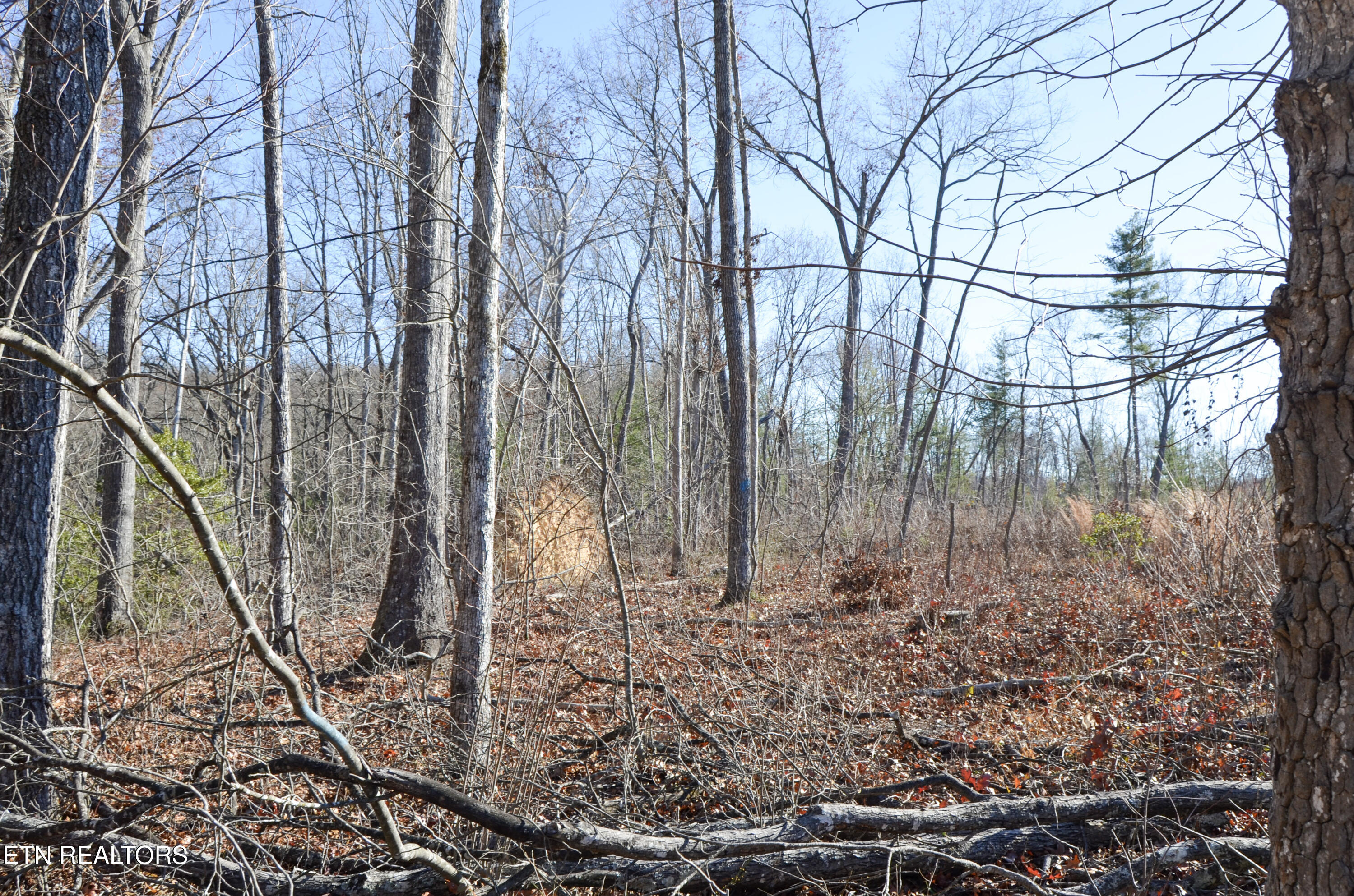 63.3 Acres Crossville, TN 38571 - Photo 40 of 60 20-DSC_0787