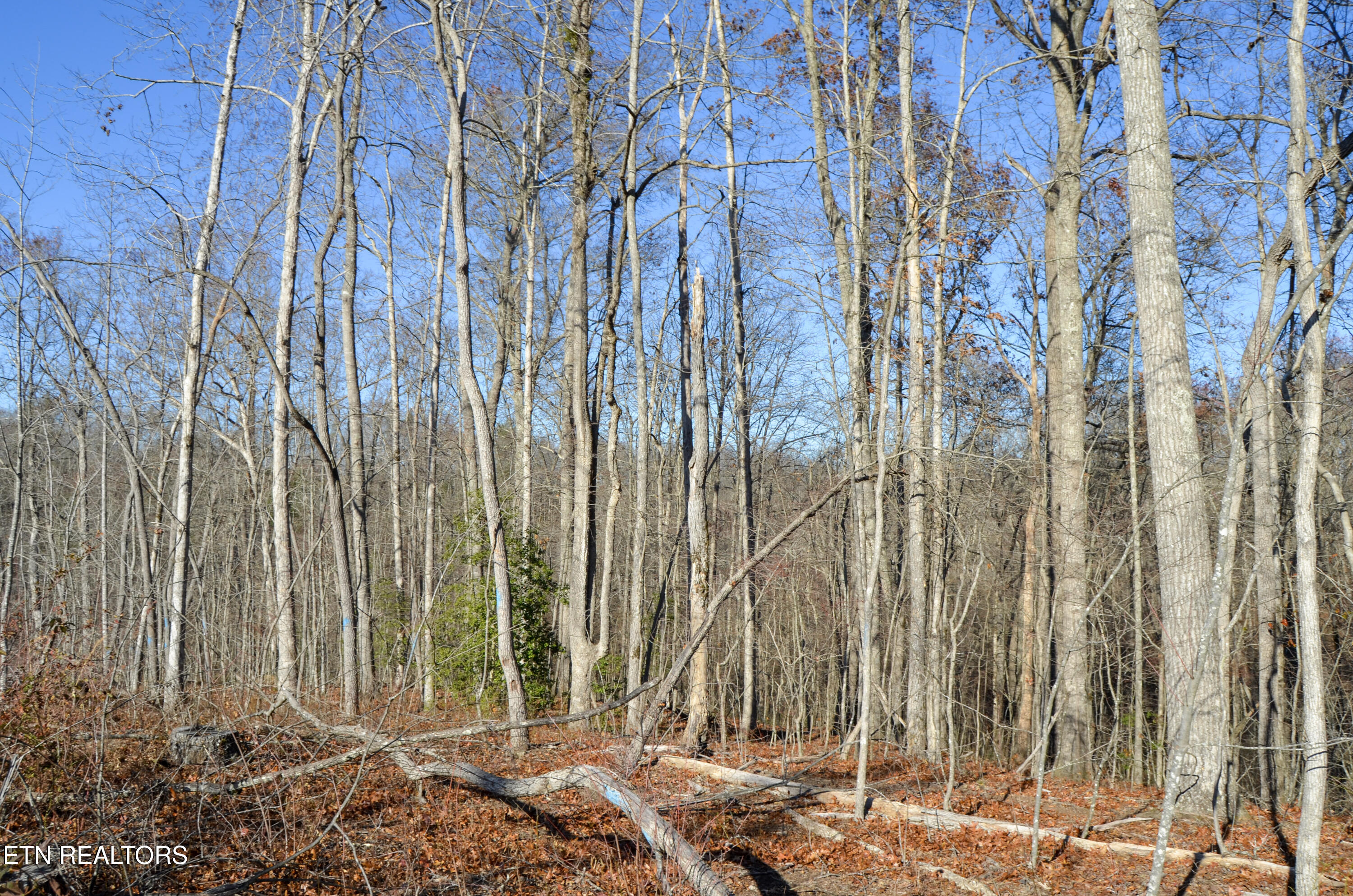 63.3 Acres Crossville, TN 38571 - Photo 41 of 60 22-DSC_0780