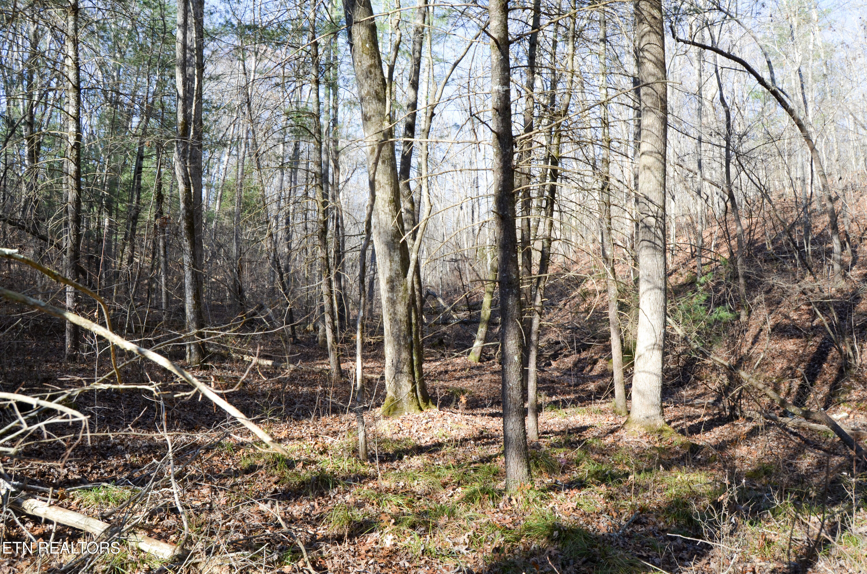 63.3 Acres Crossville, TN 38571 - Photo 42 of 60 35-DSC_0752