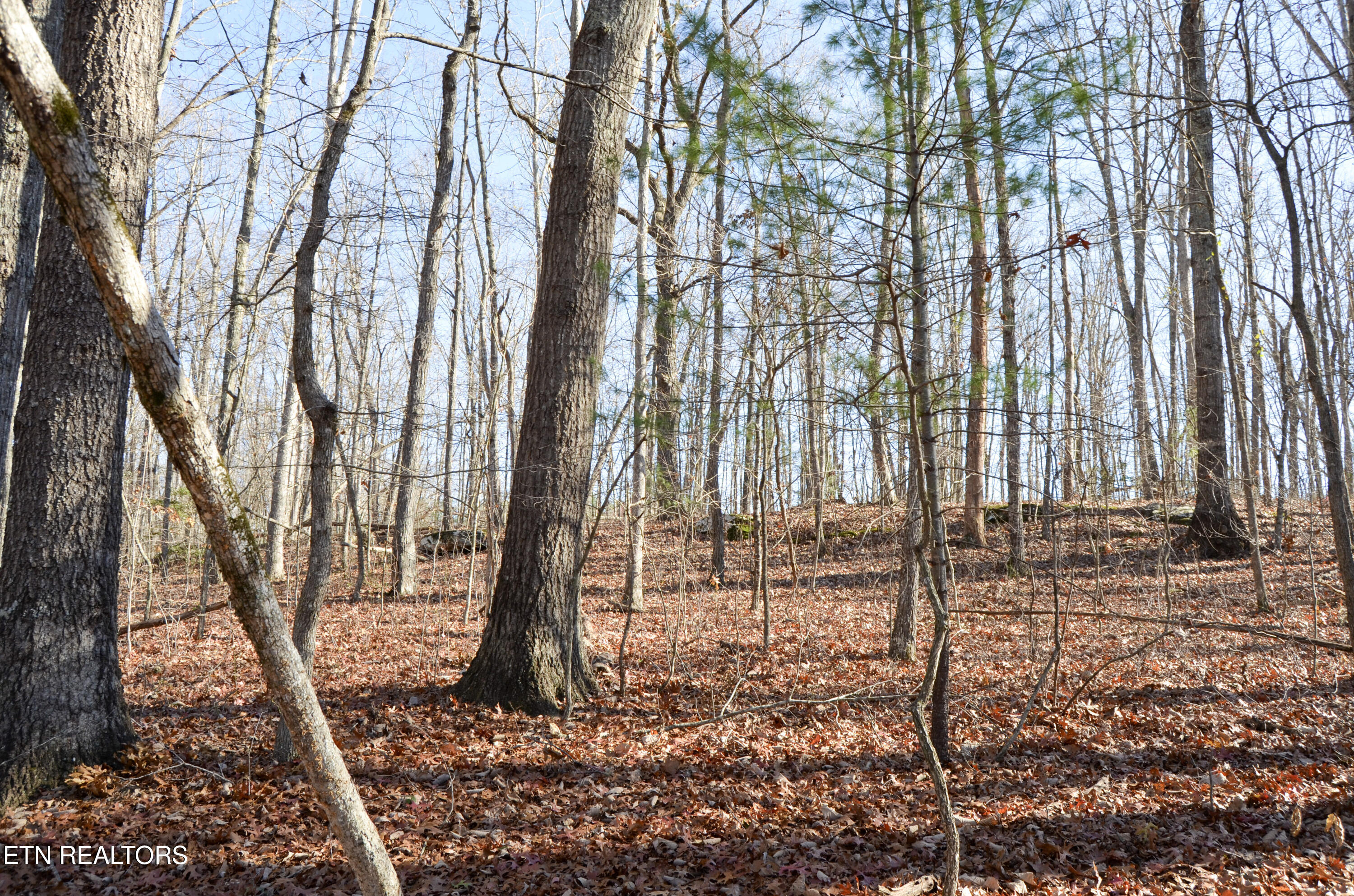 63.3 Acres Crossville, TN 38571 - Photo 44 of 60 40-DSC_0742