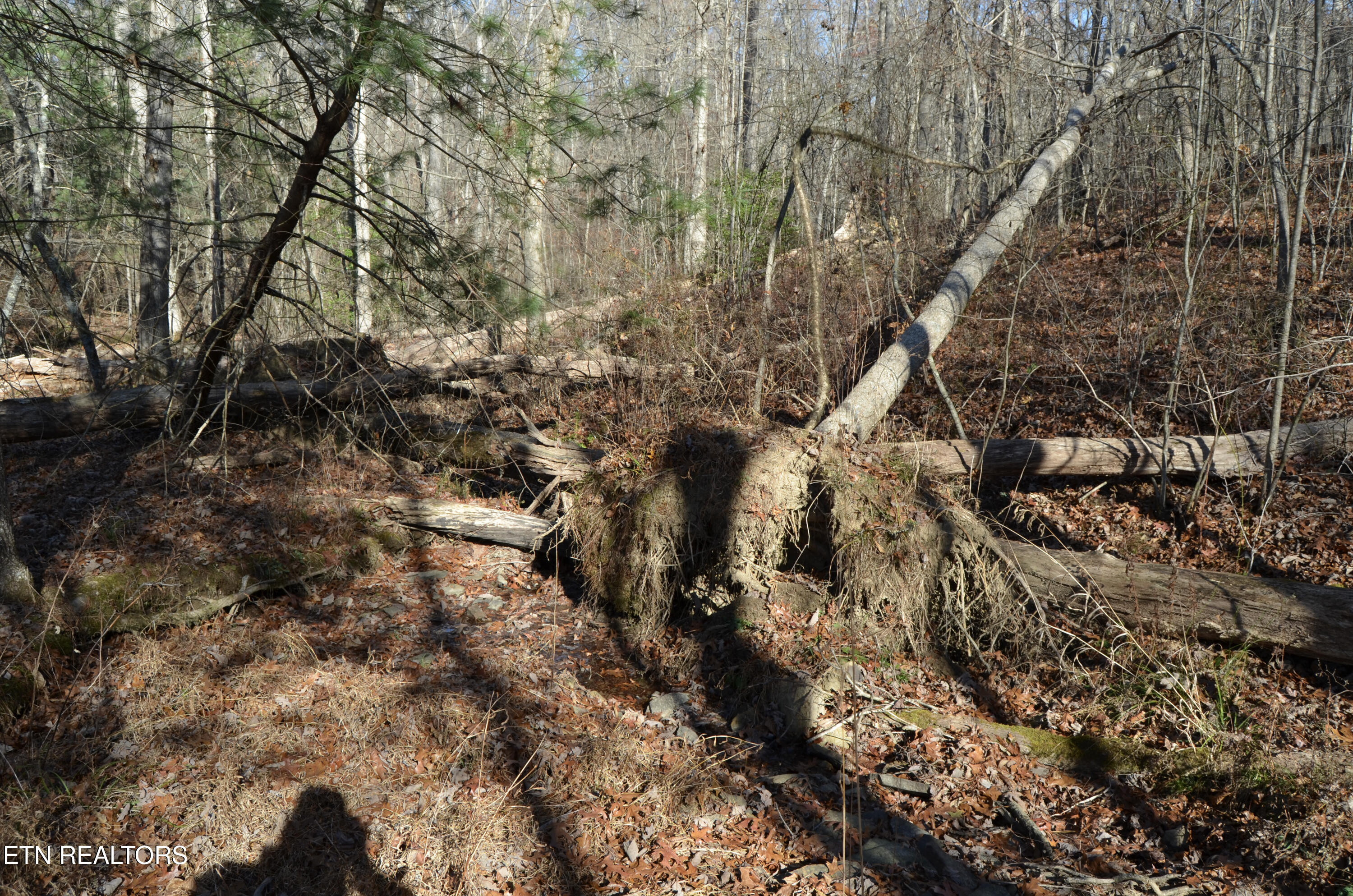 63.3 Acres Crossville, TN 38571 - Photo 45 of 60 38-DSC_0747