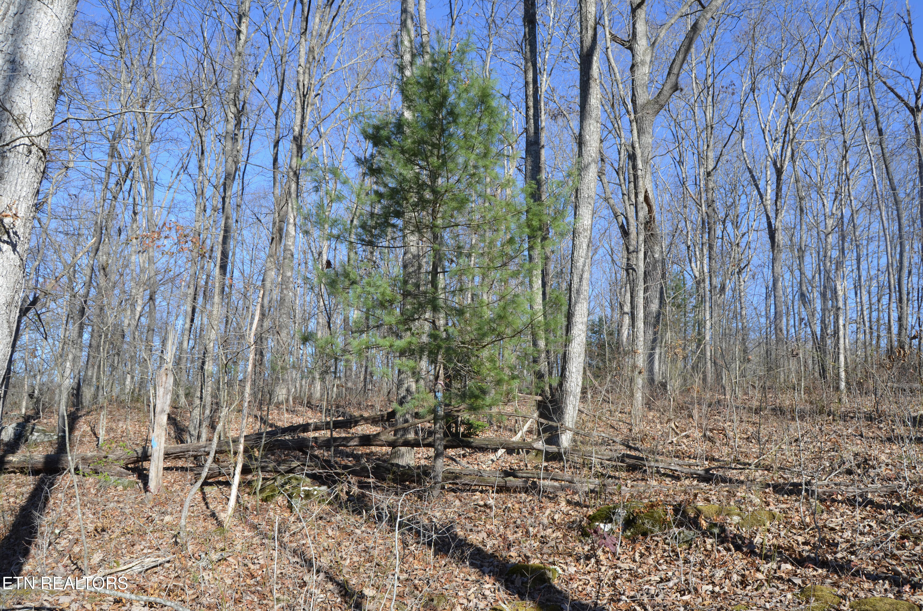 63.3 Acres Crossville, TN 38571 - Photo 46 of 60 43-DSC_0731