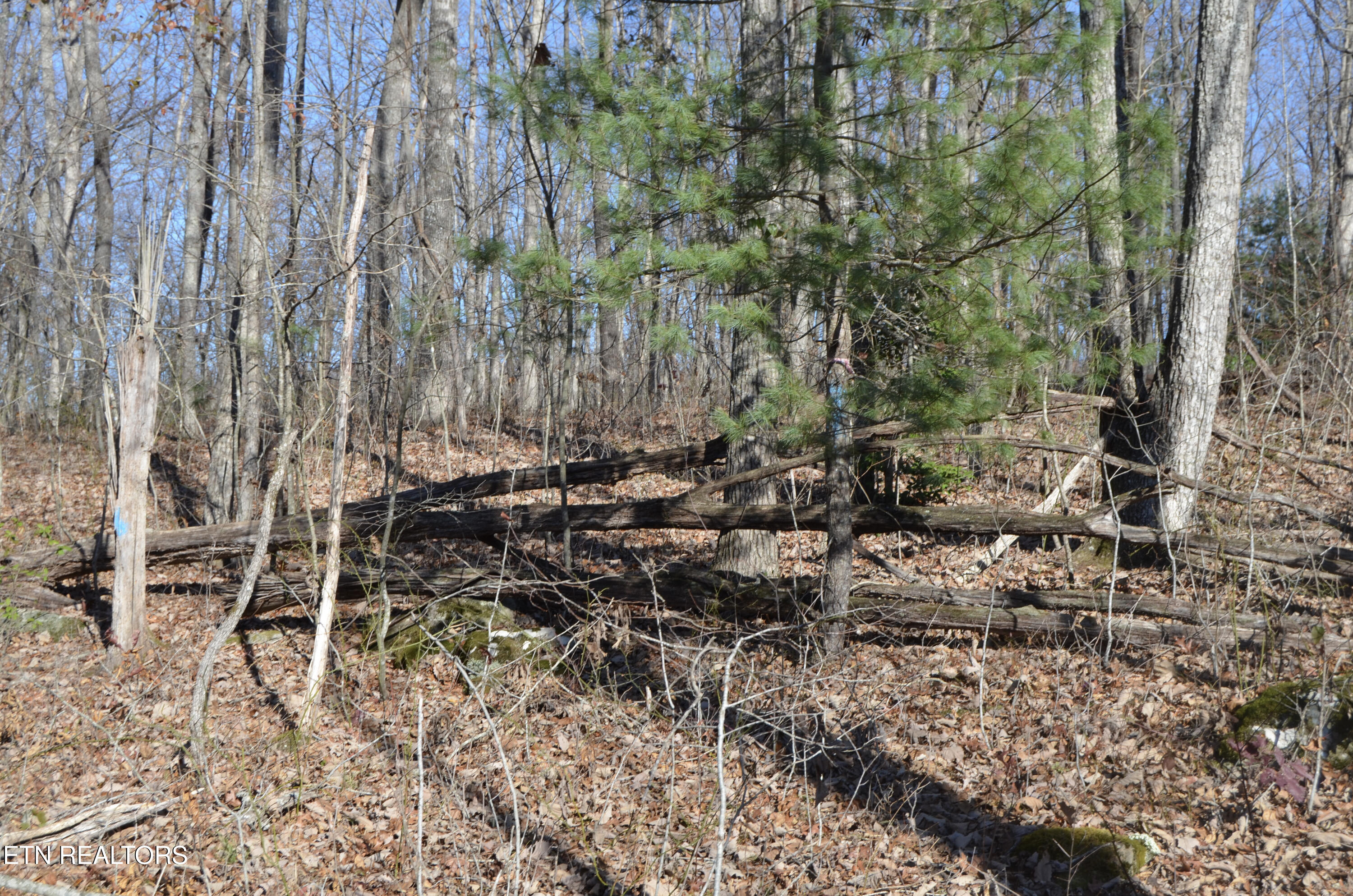 63.3 Acres Crossville, TN 38571 - Photo 47 of 60 44-DSC_0726