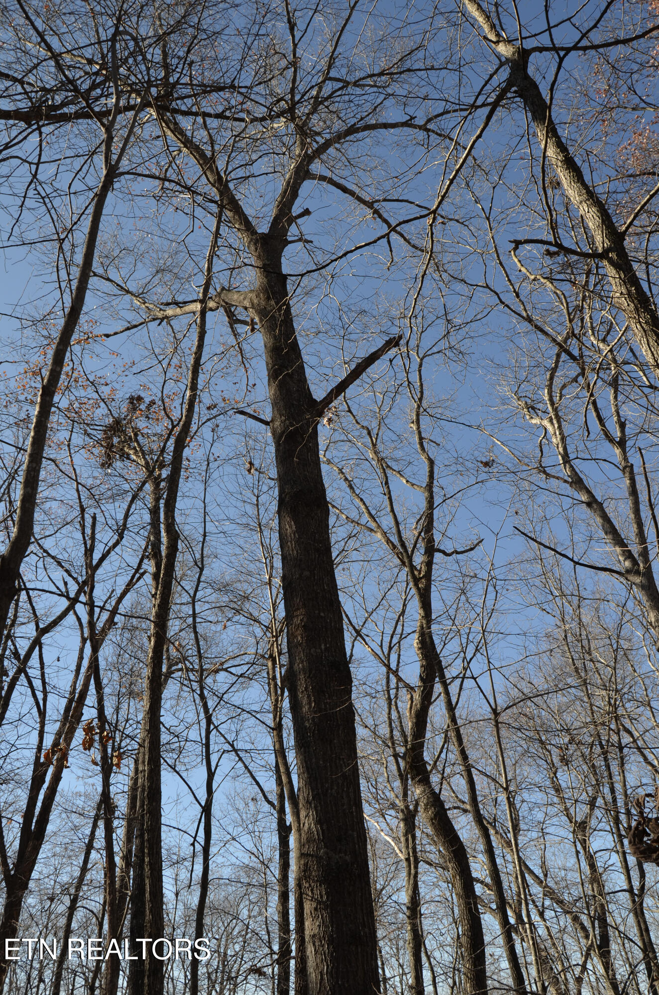 63.3 Acres Crossville, TN 38571 - Photo 49 of 60 41-DSC_0738