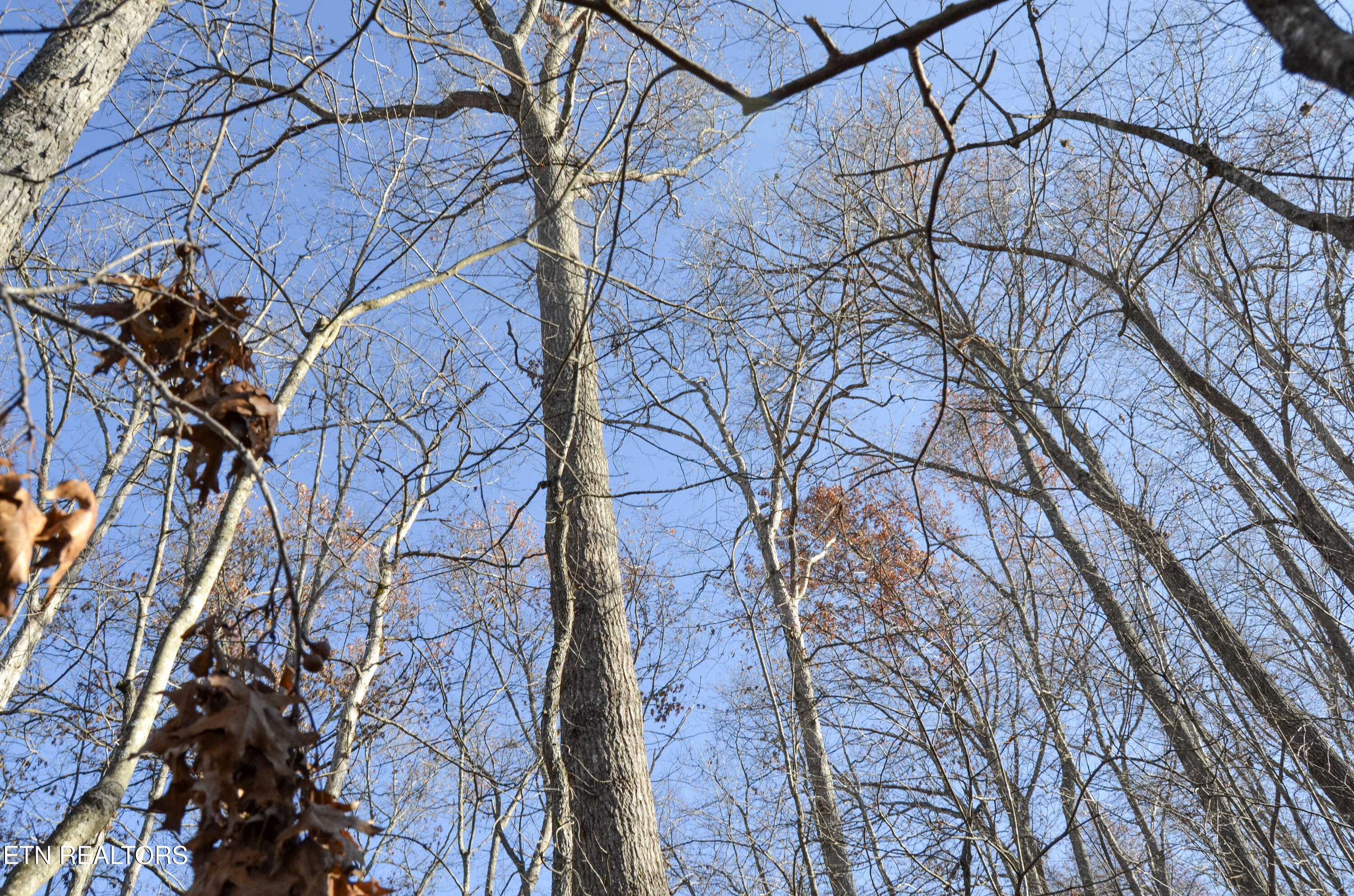63.3 Acres Crossville, TN 38571 - Photo 50 of 60 25-DSC_0777
