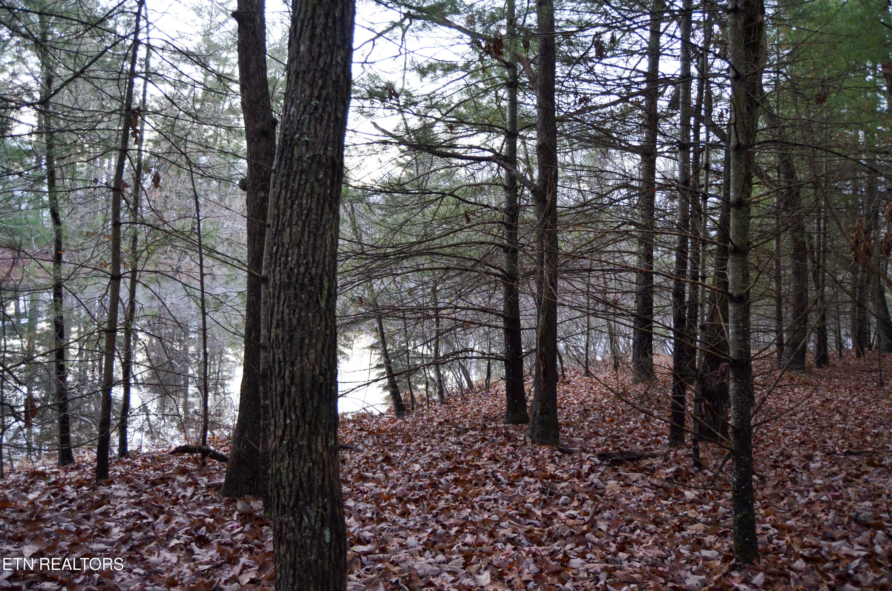 63.3 Acres Crossville, TN 38571 - Photo 52 of 60 14-DSC_0818