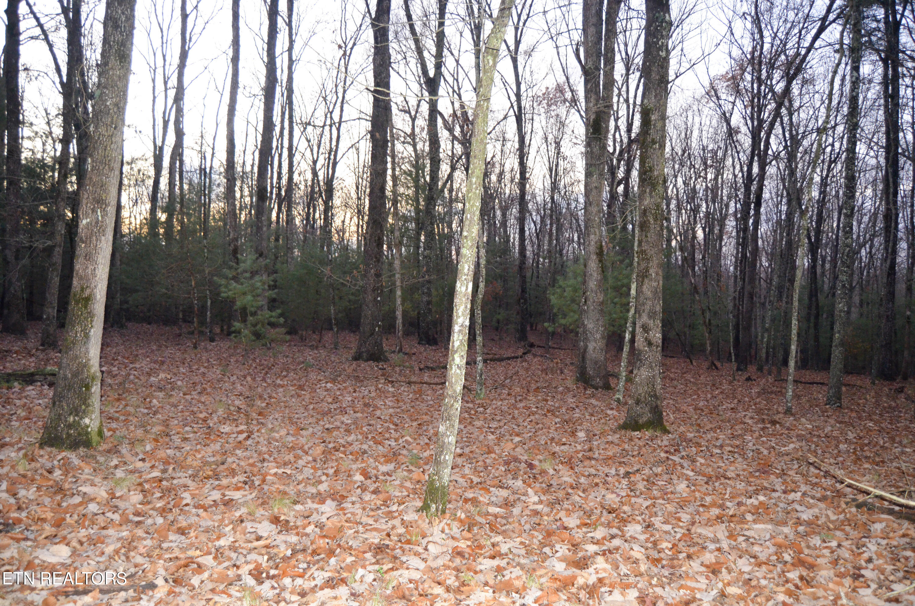 63.3 Acres Crossville, TN 38571 - Photo 54 of 60 2-DSC_0842