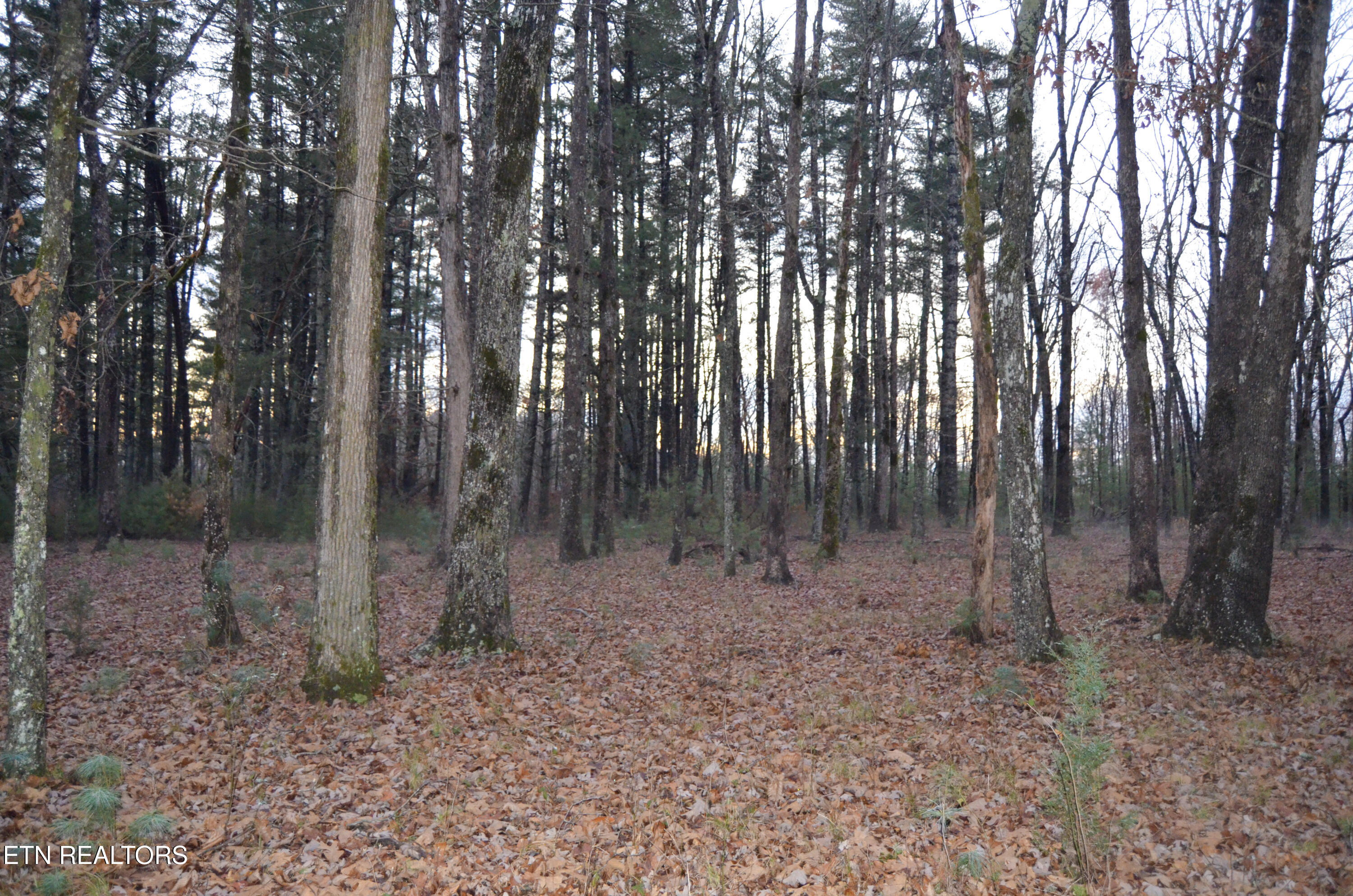 63.3 Acres Crossville, TN 38571 - Photo 55 of 60 3-DSC_0839