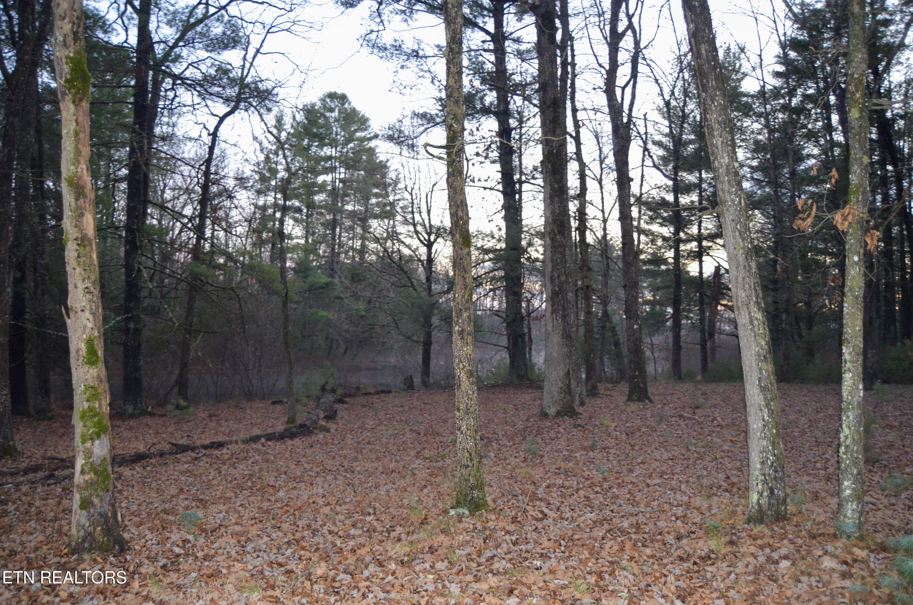 63.3 Acres Crossville, TN 38571 - Photo 56 of 60 4-DSC_0838