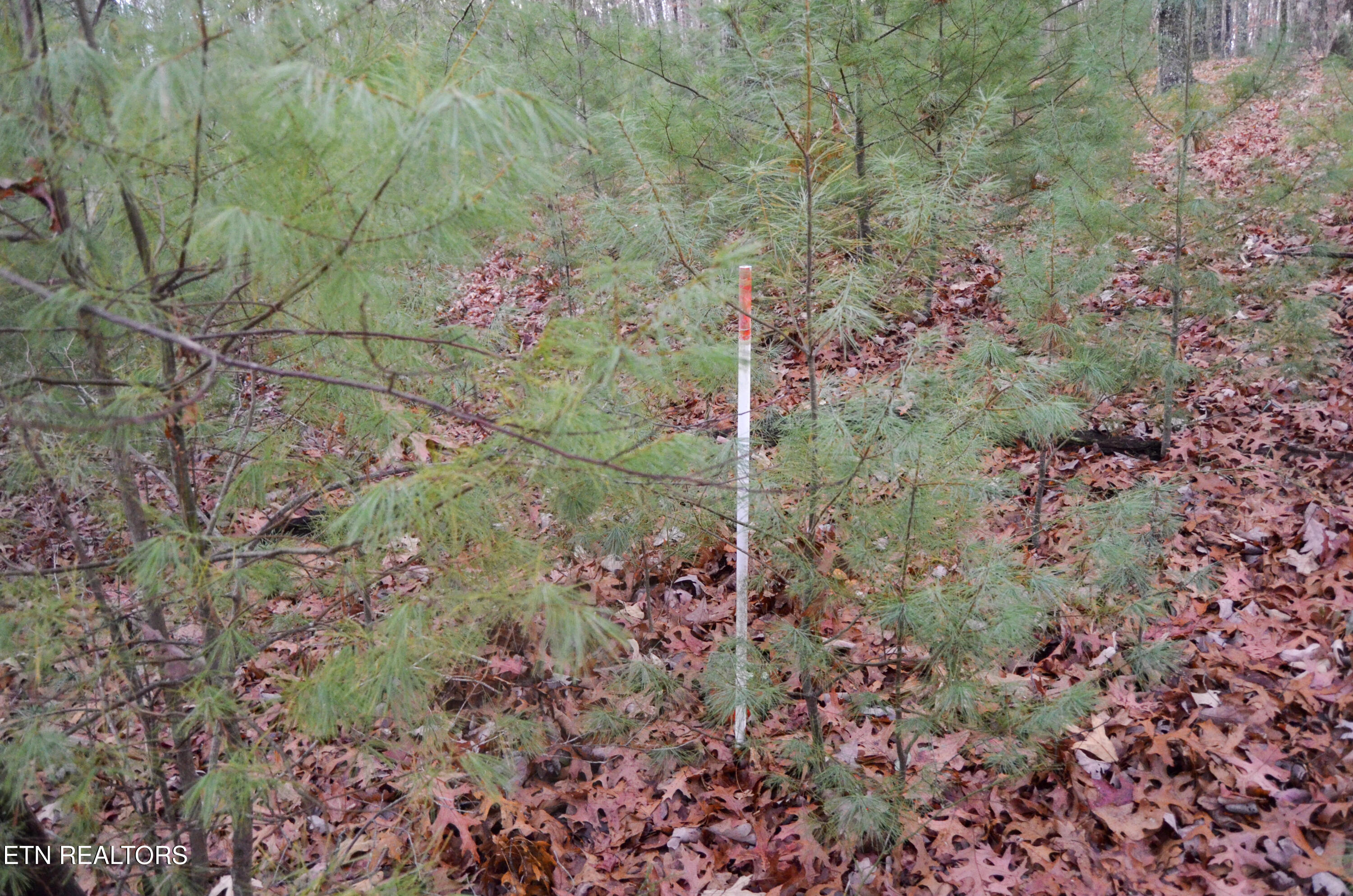 63.3 Acres Crossville, TN 38571 - Photo 60 of 60 6-DSC_0836