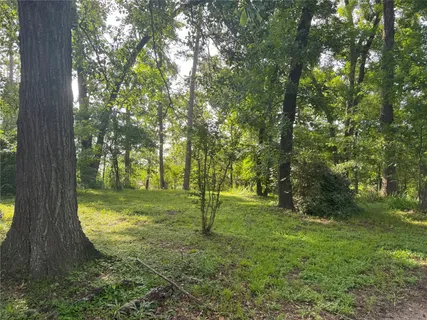 a view of a trees in a yard