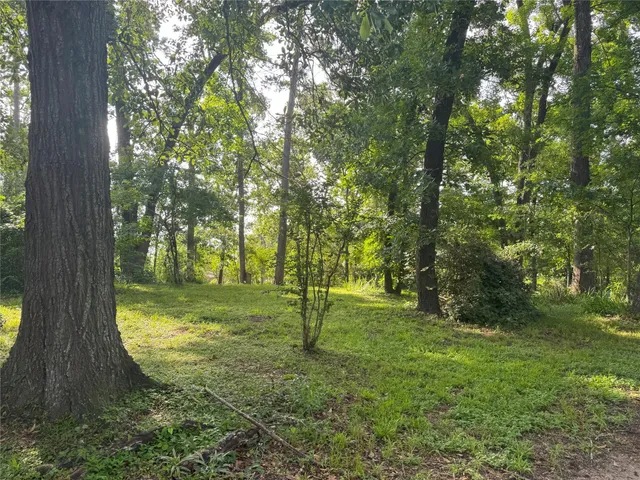 a view of a trees in a yard