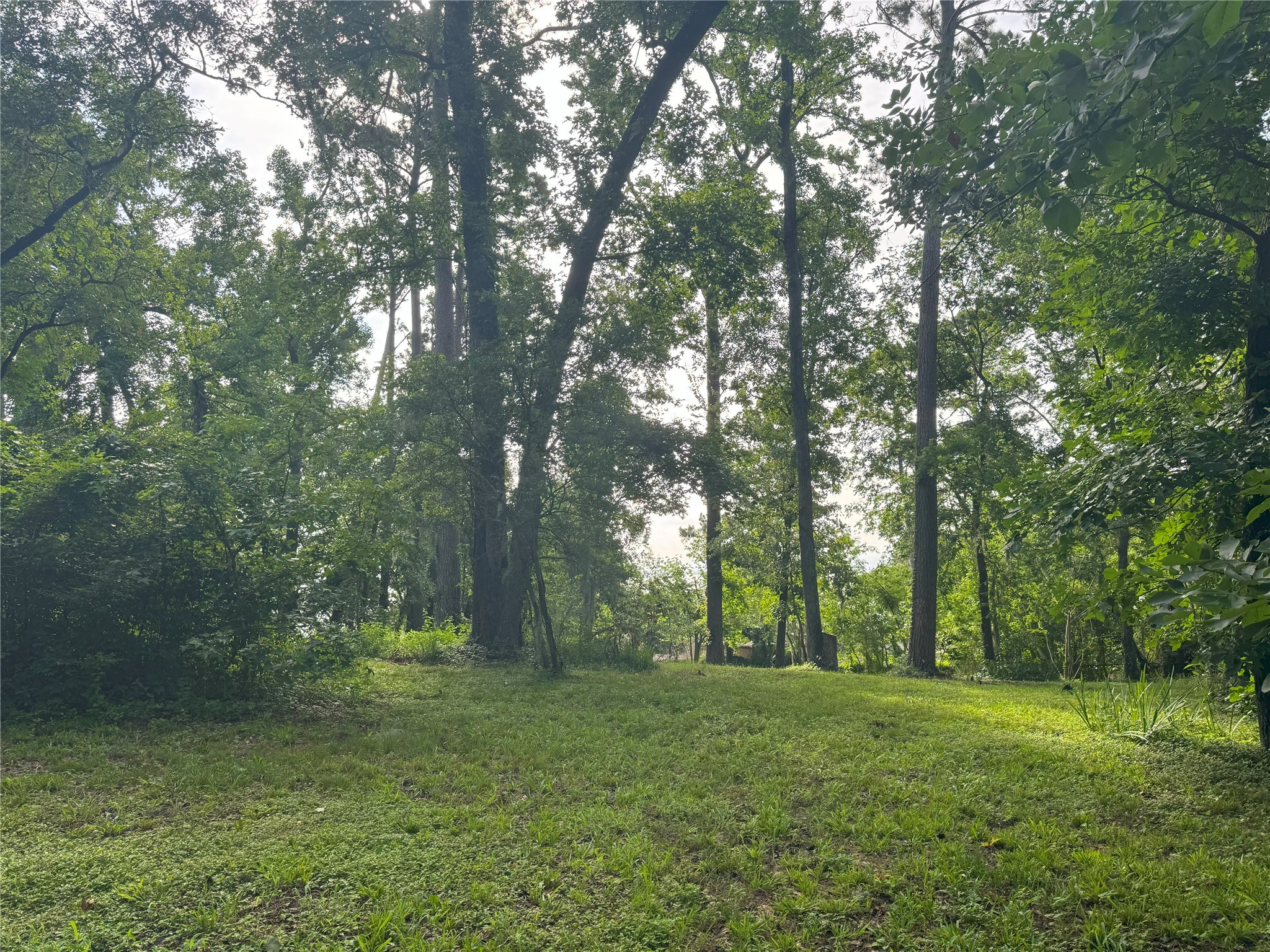 Tbd Tbd Lakeshore /black Walnut Drive Coldspring, TX 77331 - Photo 19 of 20 a view of outdoor space and yard