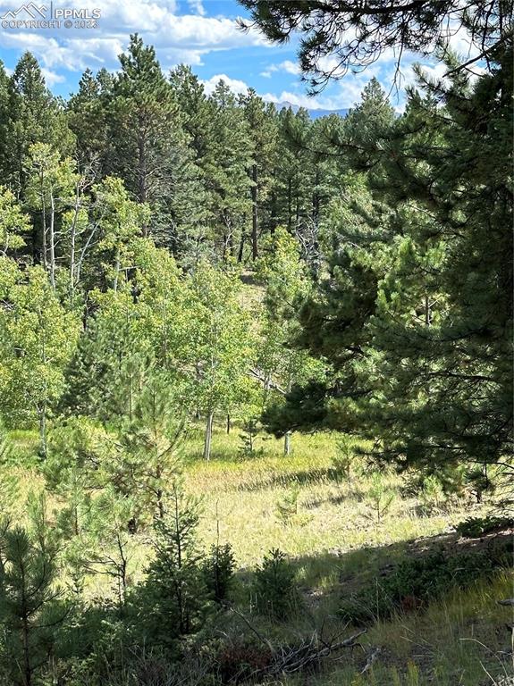 512 County Rd Divide Divide, CO 80814 - Photo 6 of 11 a view of a yard with a tree
