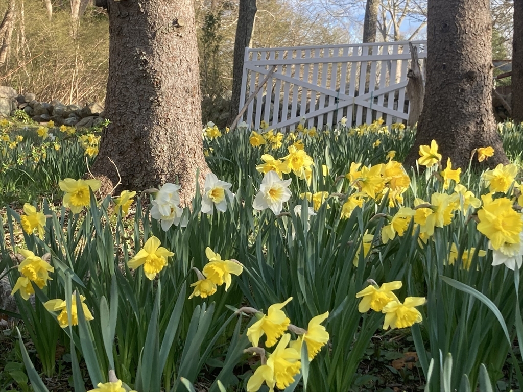 1150 Russells Mills Road Dartmouth, MA 02748 - Photo 22 of 31 a view of a flower in a garden