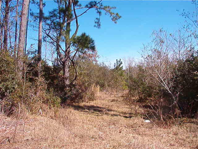 1770 Gilgrim Road Wadmalaw Island, SC 29487 - Photo 3 of 8 IM001273