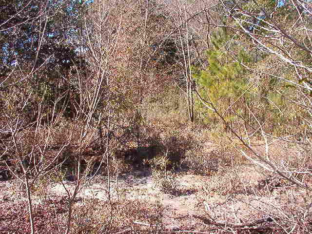 1770 Gilgrim Road Wadmalaw Island, SC 29487 - Photo 4 of 8 IM001274