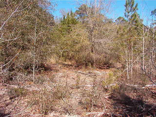 1770 Gilgrim Road Wadmalaw Island, SC 29487 - Photo 5 of 8 IM001275