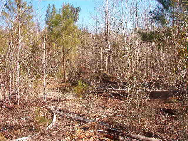 1770 Gilgrim Road Wadmalaw Island, SC 29487 - Photo 7 of 8 IM001277