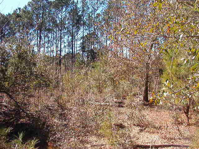 1770 Gilgrim Road Wadmalaw Island, SC 29487 - Photo 8 of 8 IM001278