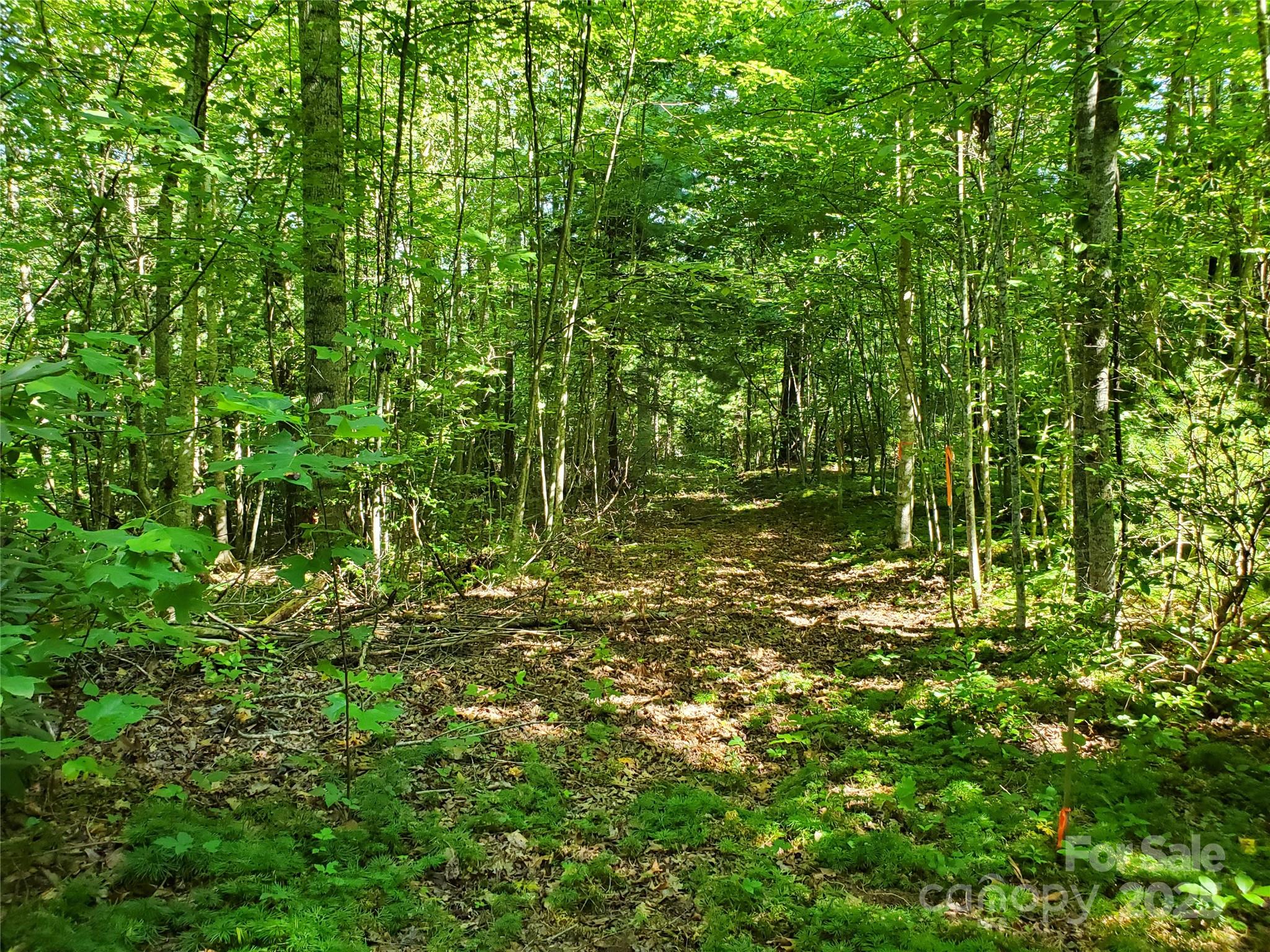 a plant view in yard