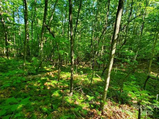 a view of a garden from a yard