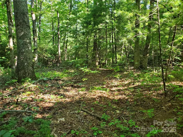 a view of a lush green forest