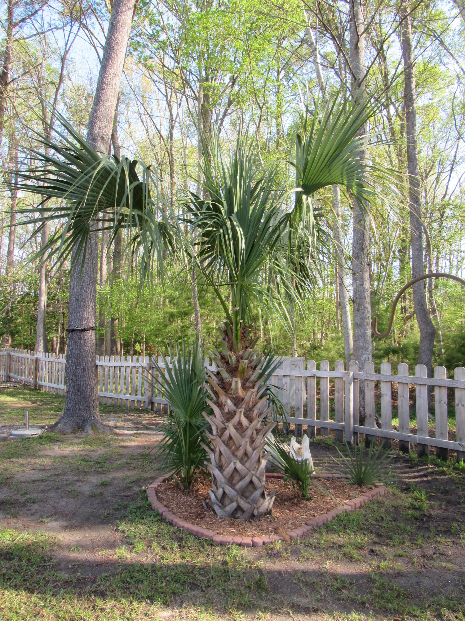 115 Oakbluff Road Summerville, SC 29485 - Photo 7 of 35 Palm Tree