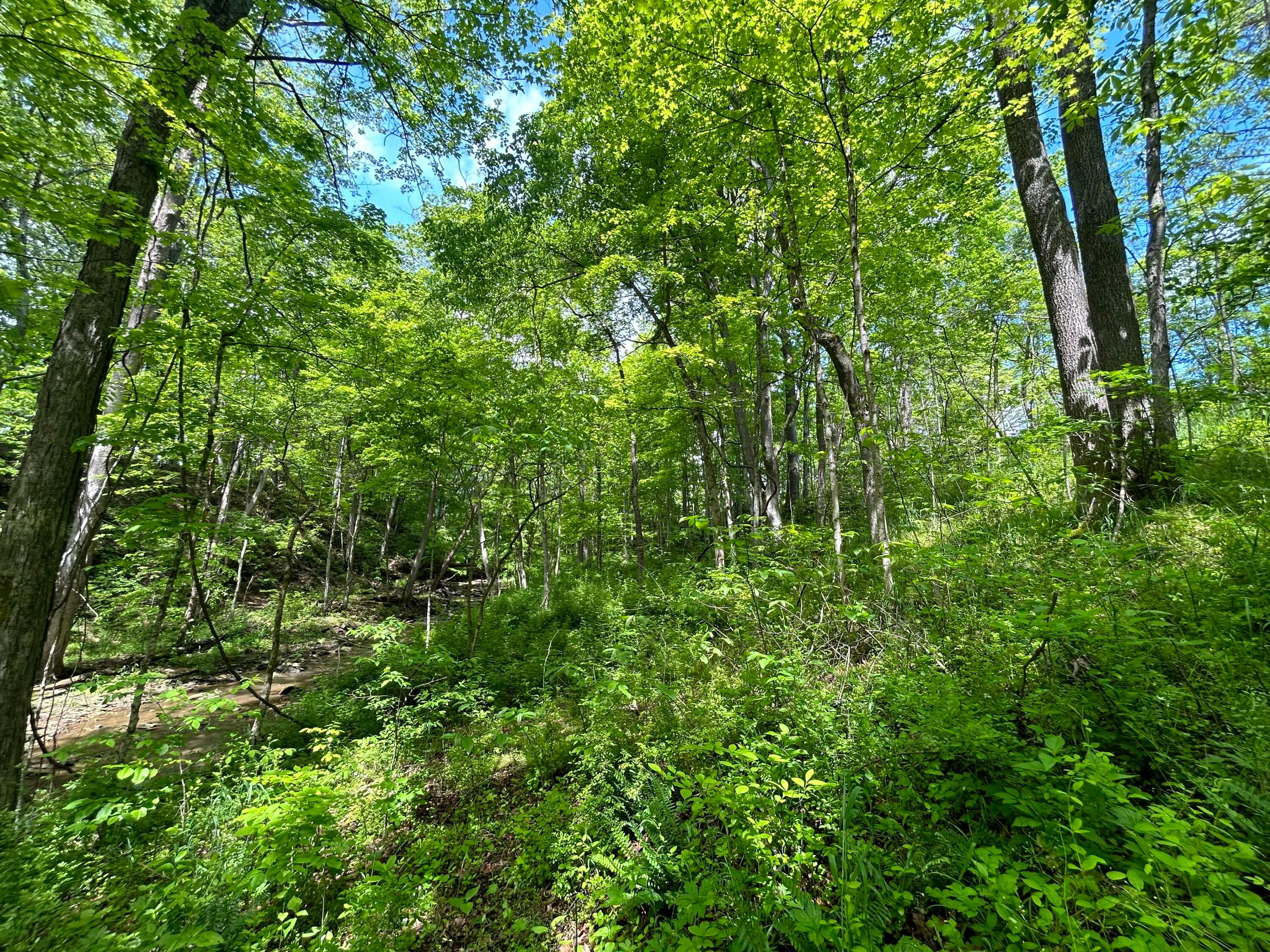 0 Buchanan Road Waverly, OH 45690 - Photo 10 of 24 IMG_1500