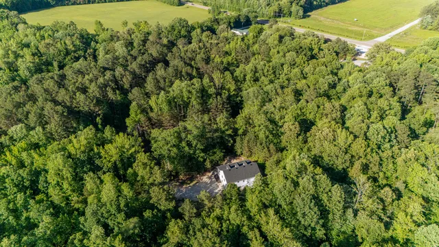 a view of a bunch of trees and bushes
