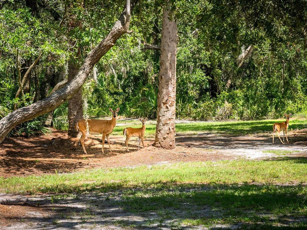 1245 Mill Creek Road Bradenton, FL 34212 - Photo 54 of 56 a view of a park with large trees