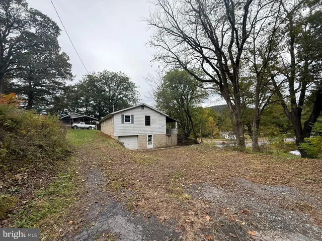 a large tree in the middle of forest