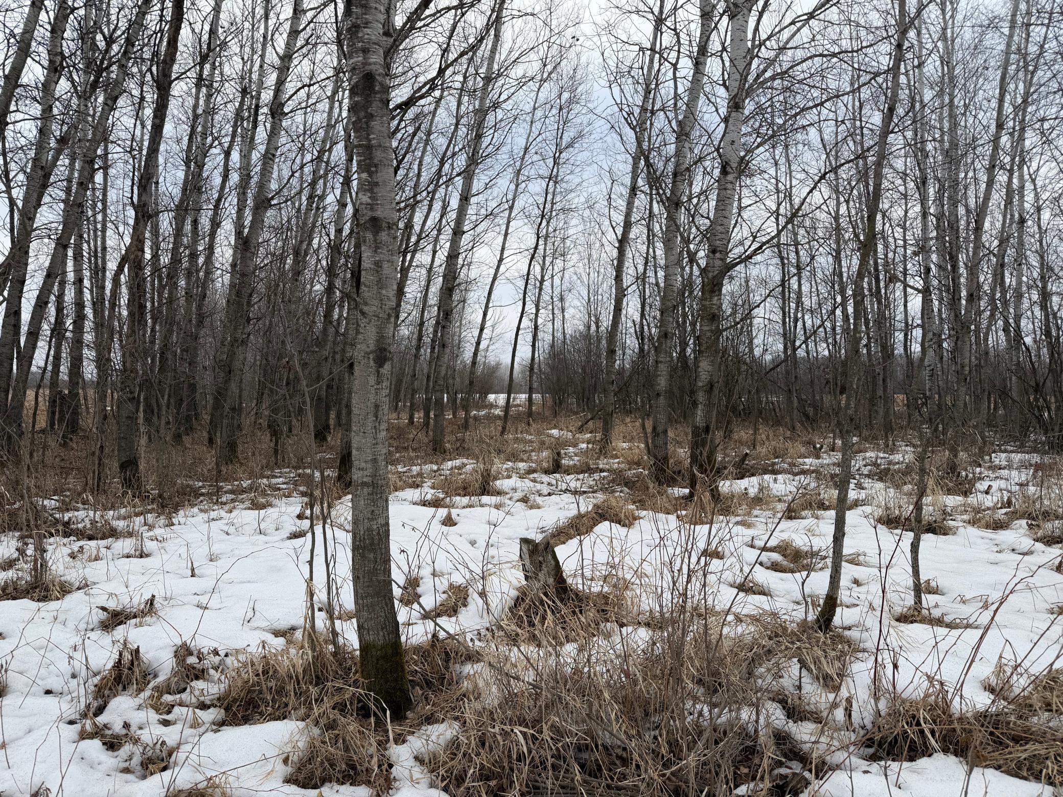 Tbd-b 180th Street Milaca, MN 56353 - Photo 6 of 50