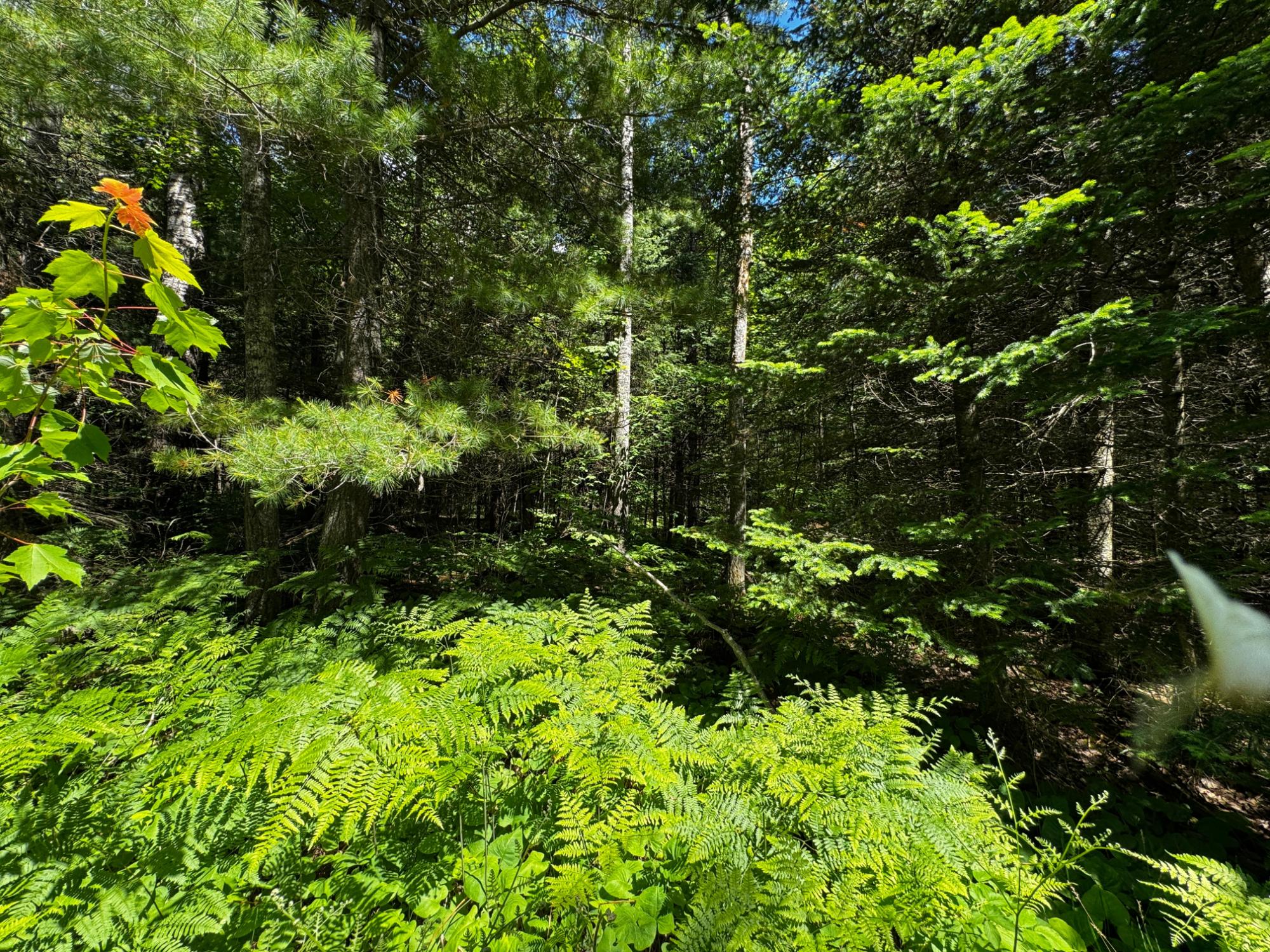 Nine Camp 9 Road Minocqua, WI 54548 - Photo 27 of 37 Gallery Image 27