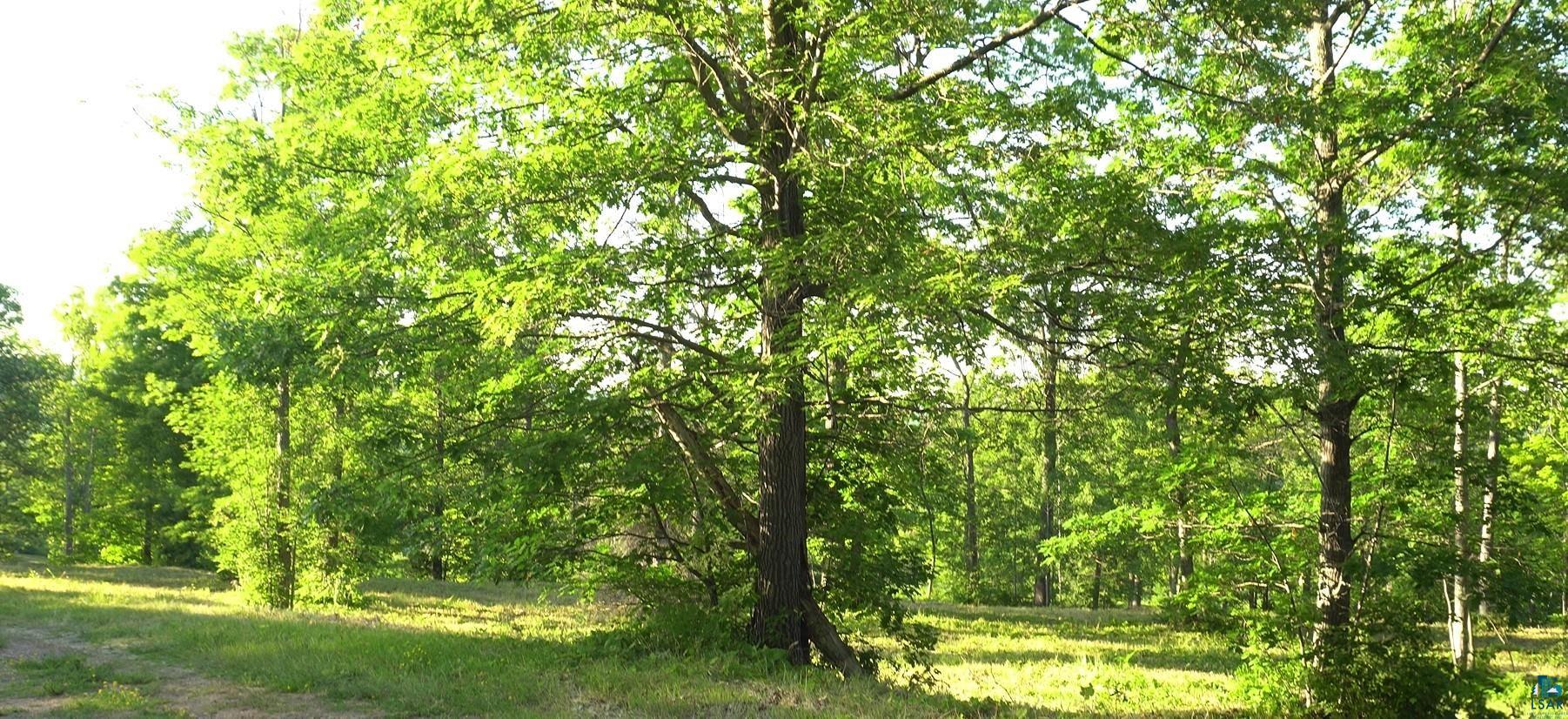 83-xxx Ashwabay Heights Road Bayfield, WI 54814 - Photo 2 of 5 View of woods