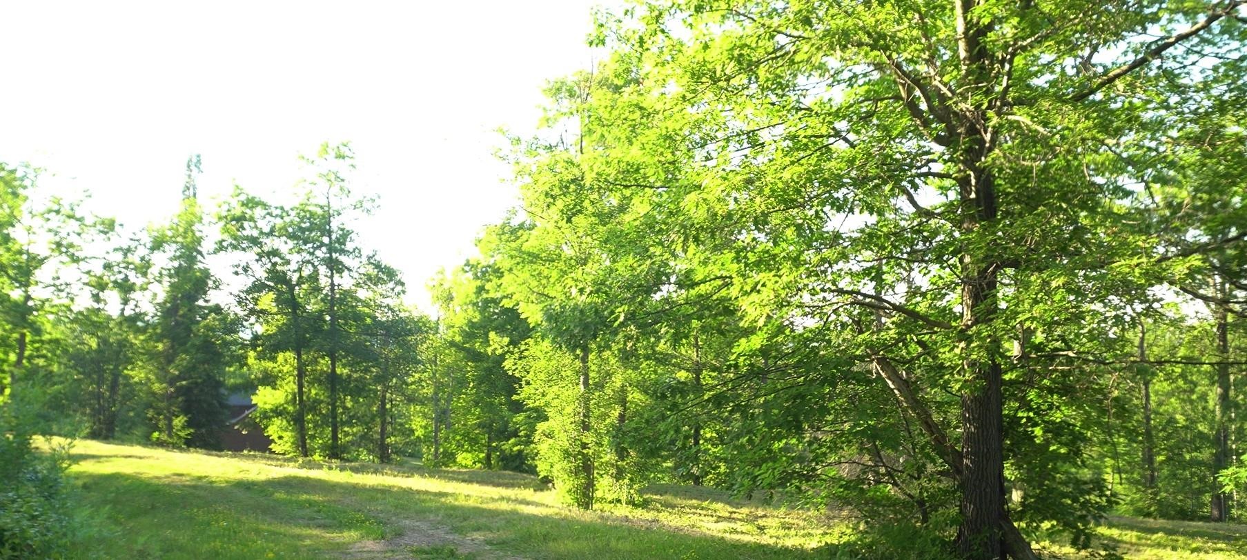 83-xxx Ashwabay Heights Road Bayfield, WI 54814 - Photo 3 of 5 View of tree filled area